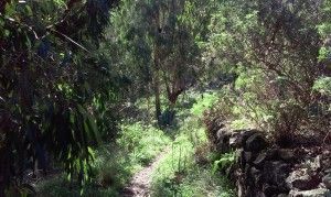 Arucas Teror 