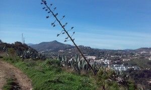 Arucas Teror 