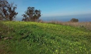 Arucas Teror 