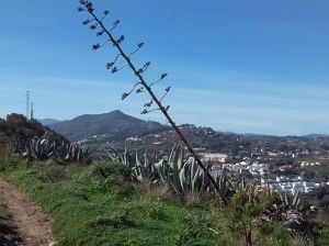 Arucas