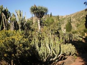 Jardín Canario 