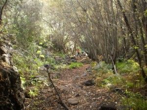 Barranco de los Cernícalos  