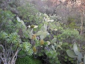 Barranco de los Cernícalos  