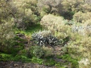 Barranco de los Cernícalos  