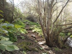 Barranco de los Cernícalos 
