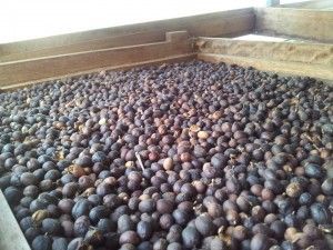 Finca La Laja