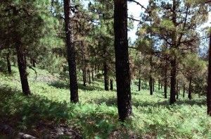 Cruz de Tejeda Artenara  