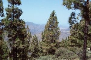 Cruz de Tejeda Artenara  