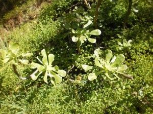 Tilos de Moya 