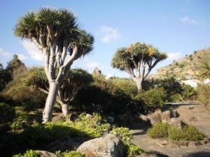 Santa Brígida Jardín Canario 