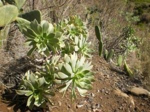 Valle de Azuaje   