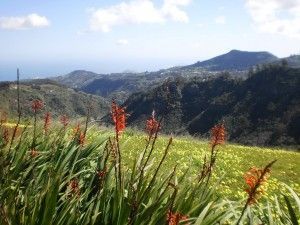 Walking Tours 
